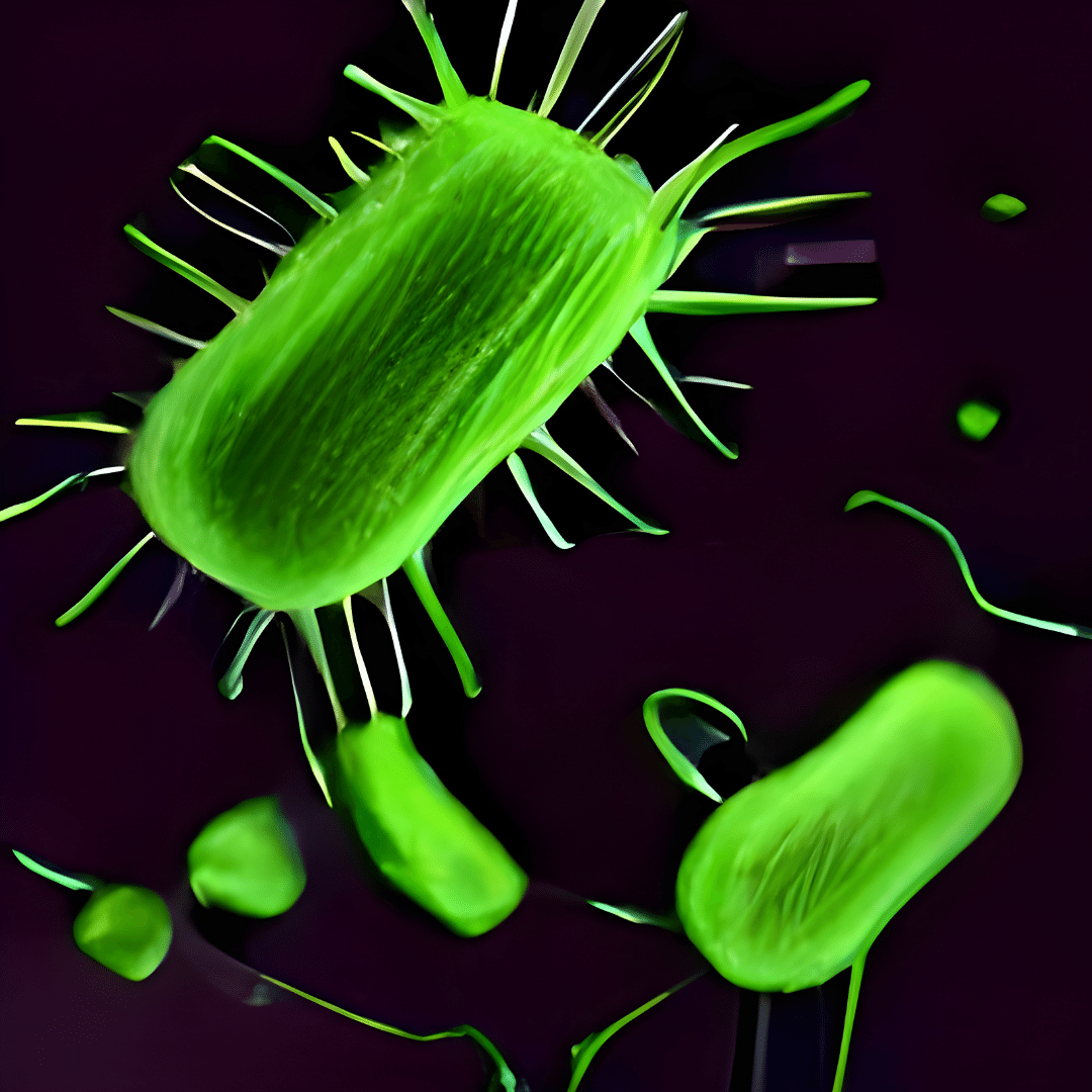 What is  E. coli, How it Can Cause Illness Symtoms, and More 