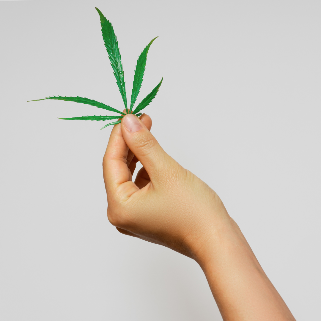 Minnesota Initial Legalized Marijuana Facts