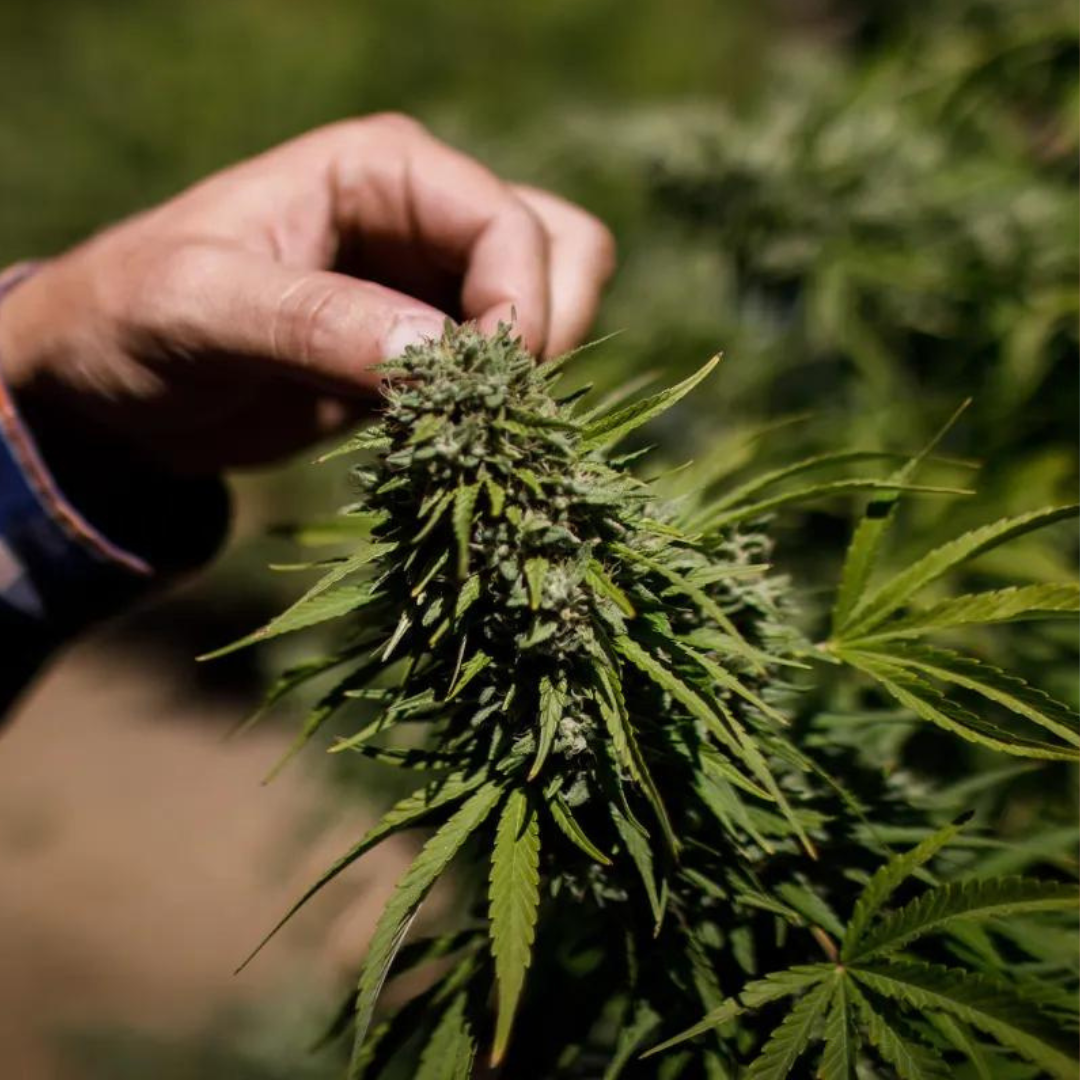 California’s SB 1059: Ending Double Taxation on Cannabis and Streamlining the Industry